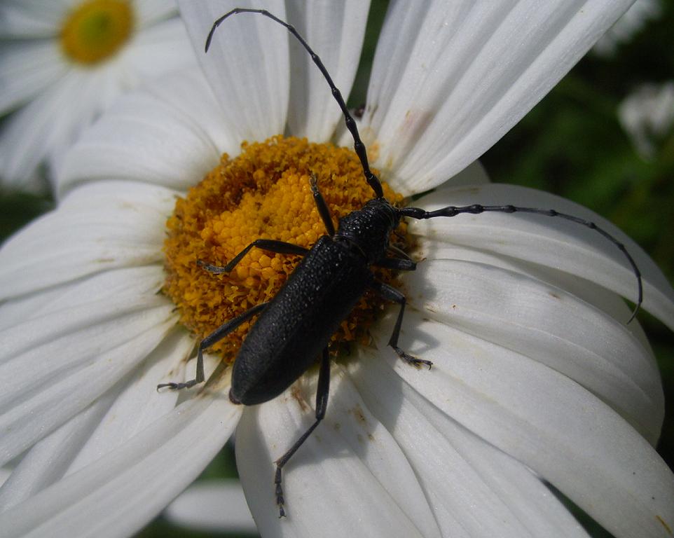 Coleotteri...in cerca d''autore